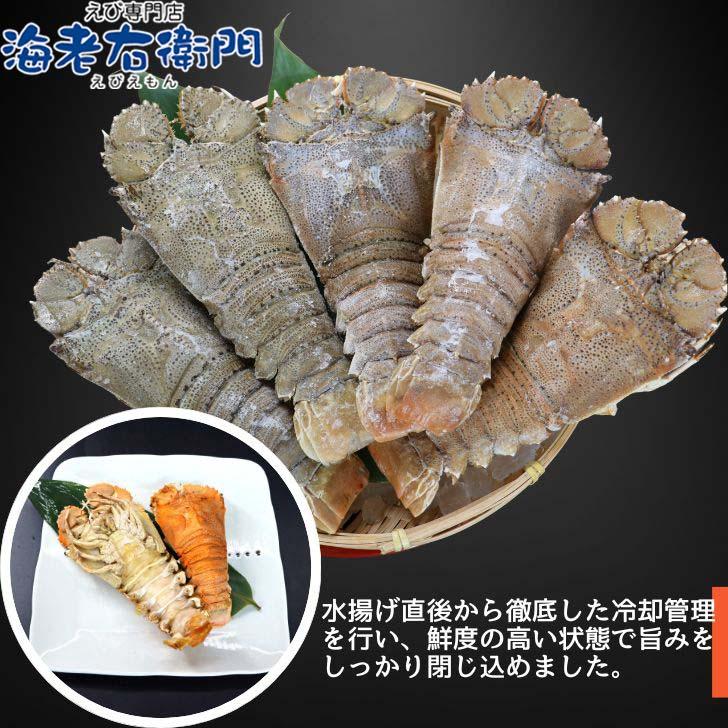 スリッパロブスター 4kg 約20〜26尾入り スリランカ産 加熱用 うちわえびのような食感と旨み 希少 海老 高級 濃厚 甘み BBQ 塩焼き 蒸し料理 業務用 大容量 |  | 13
