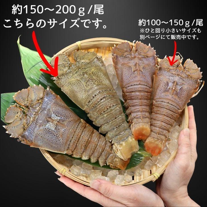 スリッパロブスター 4kg 約20〜26尾入り スリランカ産 加熱用 うちわえびのような食感と旨み 希少 海老 高級 濃厚 甘み BBQ 塩焼き 蒸し料理 業務用 大容量 |  | 12
