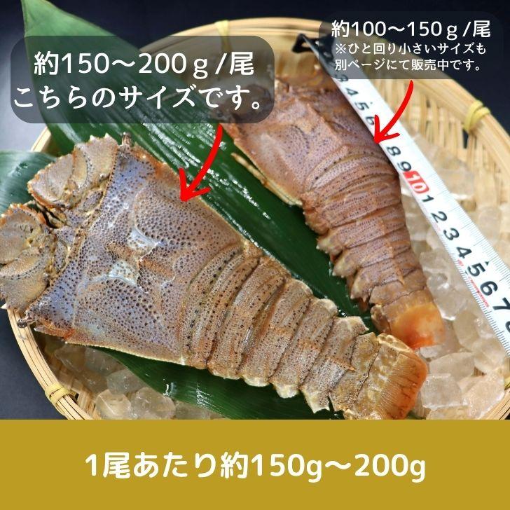 スリッパロブスター 4kg 約20〜26尾入り スリランカ産 加熱用 うちわえびのような食感と旨み 希少 海老 高級 濃厚 甘み BBQ 塩焼き 蒸し料理 業務用 大容量 |  | 01