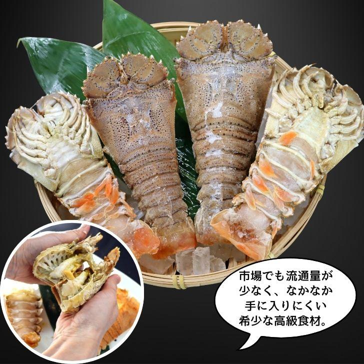 スリッパロブスター 4kg 約20〜26尾入り スリランカ産 加熱用 うちわえびのような食感と旨み 希少 海老 高級 濃厚 甘み BBQ 塩焼き 蒸し料理 業務用 大容量 |  | 03