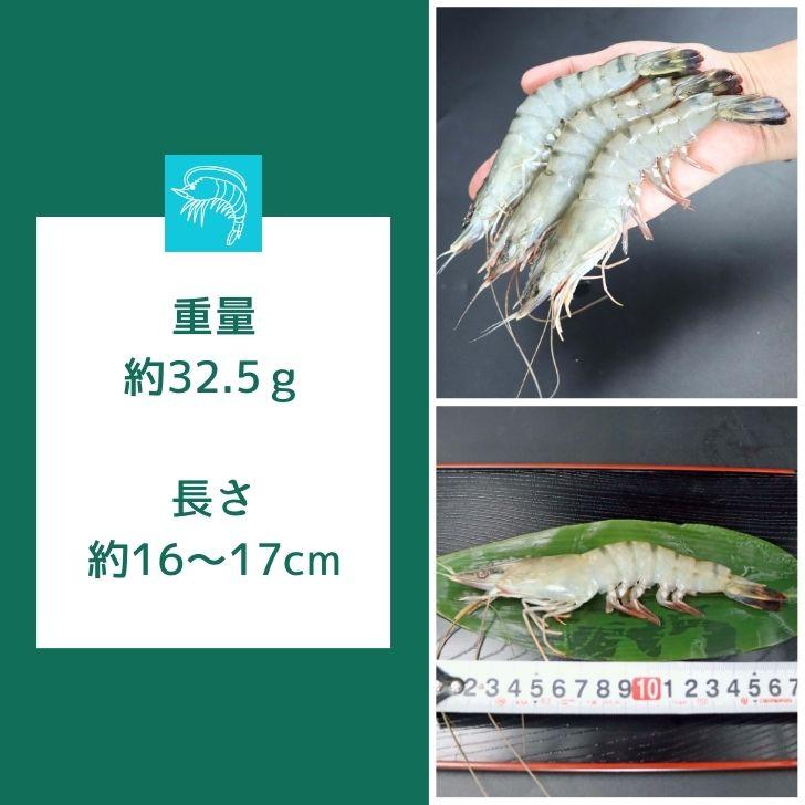 有頭 ブラックタイガー海老 40尾入り 1.3kg　長さ約16cm 1尾約32.5g 冷凍えび スリランカ バーベキュー エビフライ 塩焼き 天ぷら 業務用 |  | 11