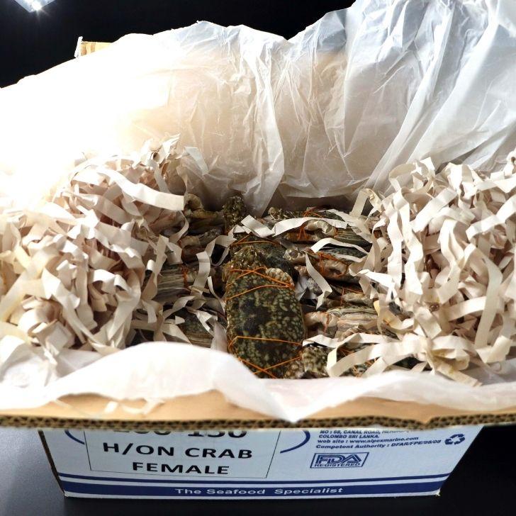 メス限定！極上のワタリガニ スリランカ産 匹200-300g 5kg（1kg約4-5匹）メス イタリアン 韓国料理 カンジャンケジャン風 渡り蟹 わたりがに 冷凍 加熱用 業務用 |  | 11