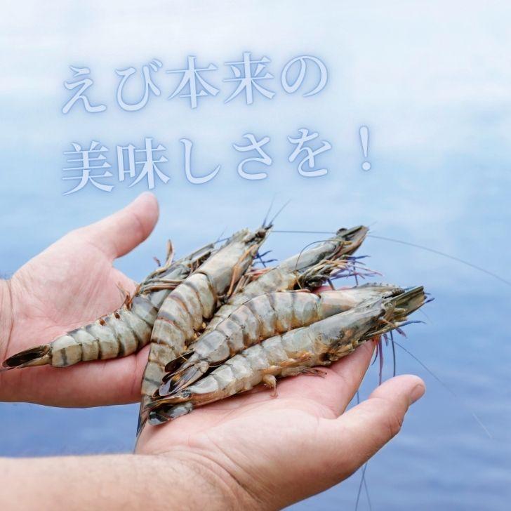 有頭 ブラックタイガー海老 50尾入り 1.3kg　長さ約14-15cm 1尾約26g 冷凍えび スリランカ バーベキュー エビフライ 塩焼き 天ぷら 業務用 |  | 10