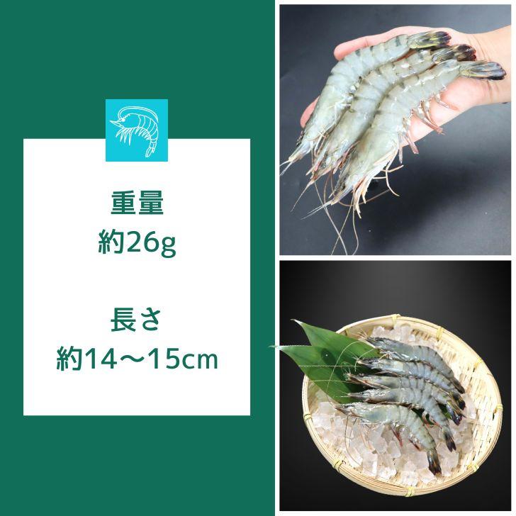 有頭 ブラックタイガー海老 50尾入り 1.3kg　長さ約14-15cm 1尾約26g 冷凍えび スリランカ バーベキュー エビフライ 塩焼き 天ぷら 業務用 |  | 11