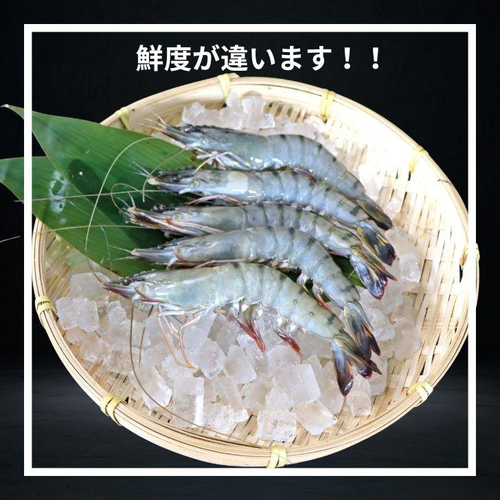 有頭 ブラックタイガー海老 50尾入り 1.3kg　長さ約14-15cm 1尾約26g 冷凍えび スリランカ バーベキュー エビフライ 塩焼き 天ぷら 業務用 |  | 05