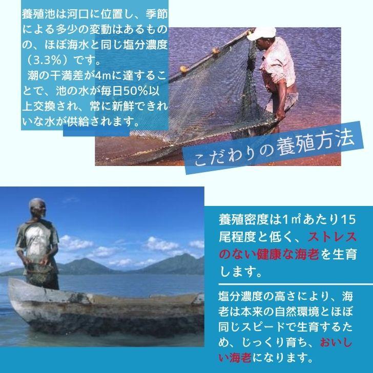 海老の極 特大 800g （27尾入り）生食可 エビ 冷凍 お刺身 しゃぶしゃぶ ギフト 化粧箱 お取り寄せ 冷凍エビ キョクヨー 業務用 |  | 03