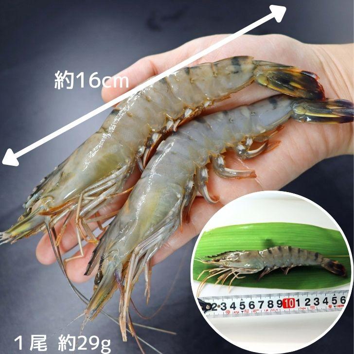海老の極 特大 800g （27尾入り）生食可 エビ 冷凍 お刺身 しゃぶしゃぶ ギフト 化粧箱 お取り寄せ 冷凍エビ キョクヨー 業務用 |  | 05