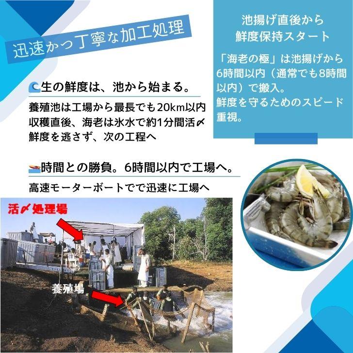 海老の極 特大 800g （27尾入り）生食可 エビ 冷凍 お刺身 しゃぶしゃぶ ギフト 化粧箱 お取り寄せ 冷凍エビ キョクヨー 業務用 |  | 07
