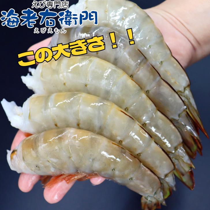 天然ホワイト 海老 超特大サイズ 8/12 約32-48本入り 無頭えび 天然海老 1.8kg（900g×2） 業務用 : えび専門店海老 ...