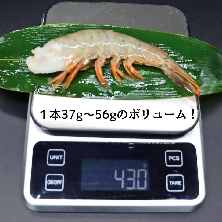 天然 ホワイト海老 超特大サイズ 8/12 約32-48本入り 無頭えび 天然海老 1.8kg（900g×2） 業務用 |  | 06