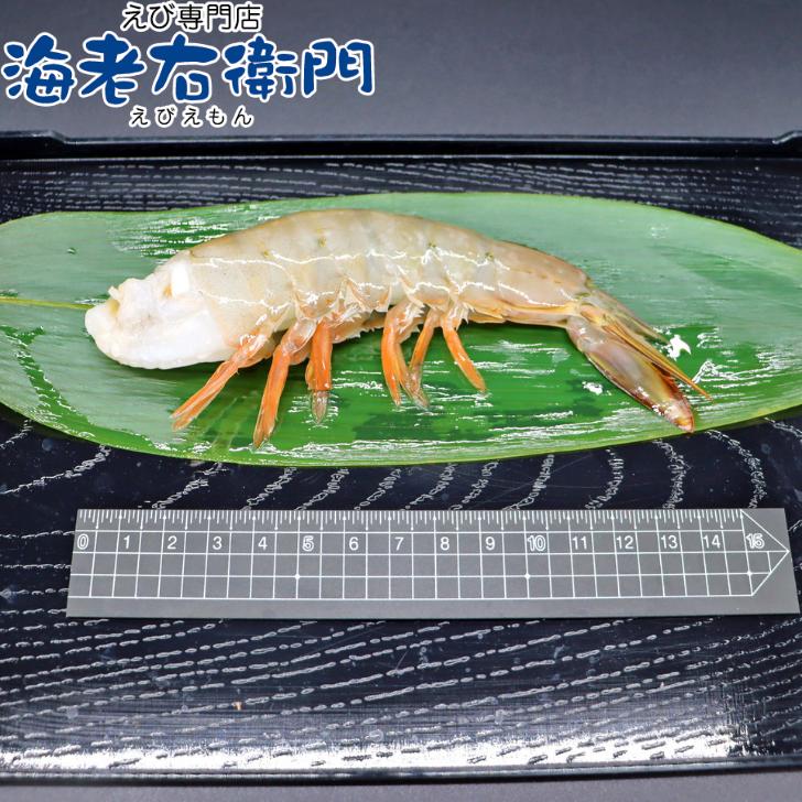 天然 ホワイト海老 超特大サイズ 8/12 約32-48本入り 無頭えび 天然海老 1.8kg（900g×2） 業務用 |  | 07