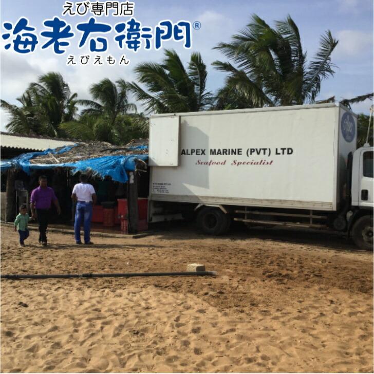 冷凍 天然ホワイト 海老 中サイズ 約115本入り 無頭えび 216 900gブロックが二つ入っています 900g 約50-65尾 ずつ解凍できます 業務用 |  | 05