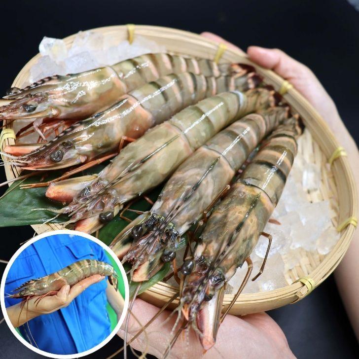 シータイガー 冷凍海老 当店直輸入 有頭 特大 冷凍エビ 超特大 天然有頭シータイガーえび 1.5kg 14尾サイズ スリランカ バーベキュー エビフライ 業務用 |  | 15