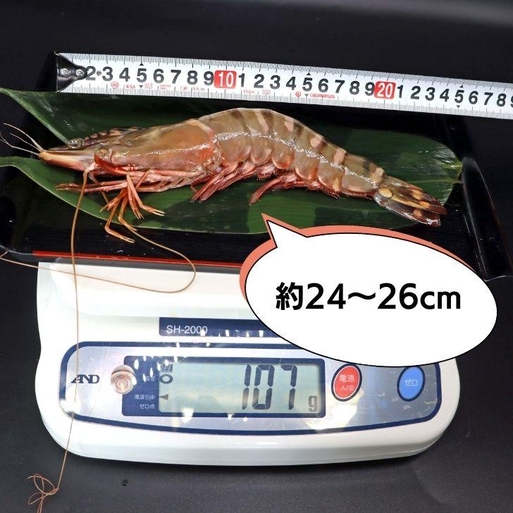 シータイガー 冷凍海老 当店直輸入 有頭 特大 冷凍エビ 超特大 天然有頭シータイガーえび 1.5kg 14尾サイズ スリランカ バーベキュー エビフライ 業務用 |  | 02