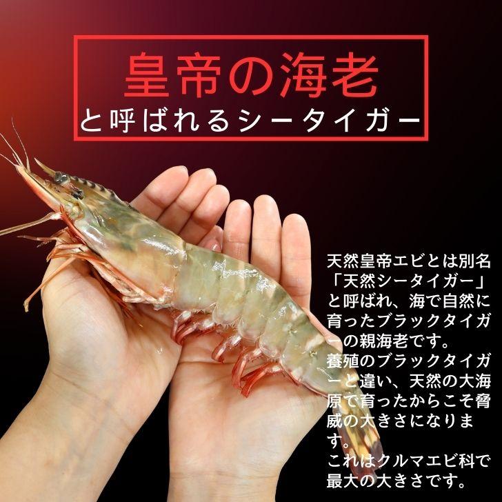 シータイガー 冷凍海老 当店直輸入 有頭 特大 冷凍エビ 超特大 天然有頭シータイガーえび 1.5kg 14尾サイズ スリランカ バーベキュー エビフライ 業務用 |  | 05