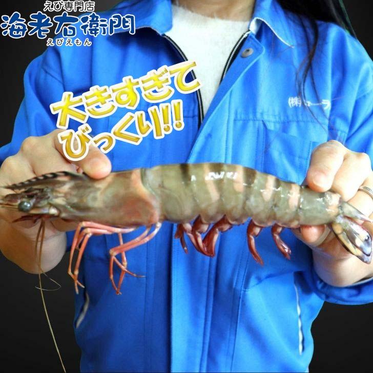 シータイガー 冷凍海老 当店直輸入 有頭 特大 冷凍エビ 超特大 天然有頭シータイガーえび 1.5kg 14尾サイズ スリランカ バーベキュー エビフライ 業務用 |  | 09