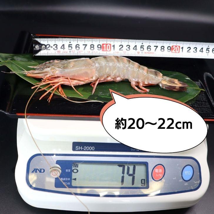 シータイガー 冷凍海老 当店直輸入 有頭 特大 冷凍エビ 超特大 天然有頭シータイガーえび 1.5kg 20尾サイズ スリランカ バーベキュー エビフライ 業務用 |  | 02