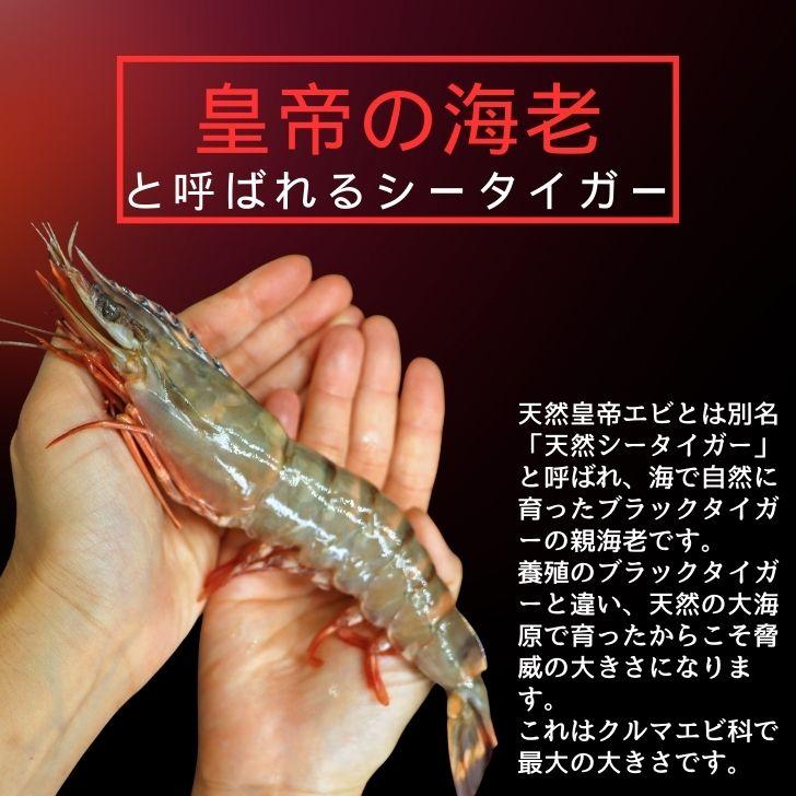 シータイガー 冷凍海老 当店直輸入 有頭 特大 冷凍エビ 超特大 天然有頭シータイガーえび 1.5kg 20尾サイズ スリランカ バーベキュー エビフライ 業務用 |  | 06
