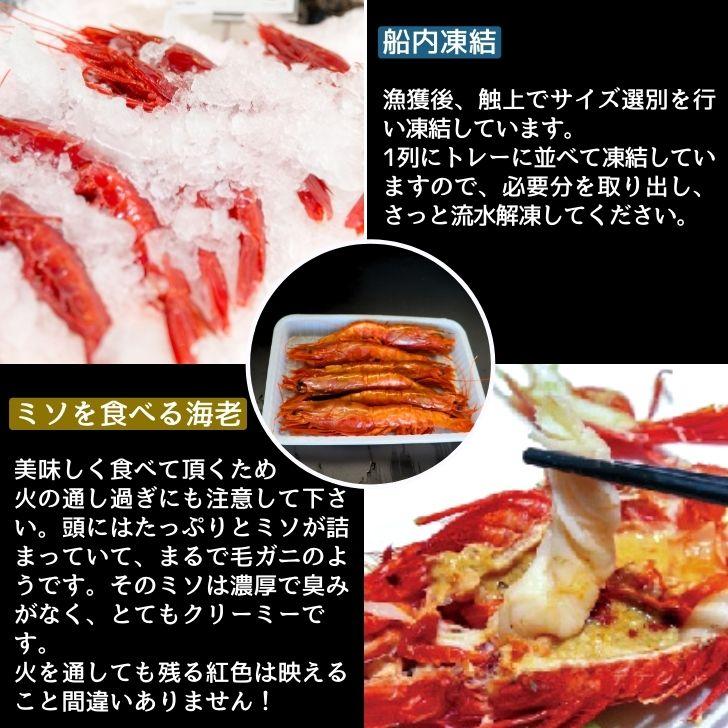 ”赤い悪魔”と呼ばれる海老 カラビネーロ 特大サイズ 5尾〜6尾入り 420g 業務用 ジャイアントスカーレットシュリンプ 紅魔海老 船内凍結 有頭えび 加熱用 |  | 14
