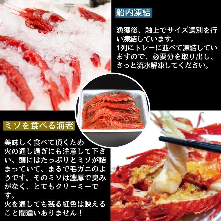 ”赤い悪魔”と呼ばれる海老 カラビネーロ 特大サイズ 3尾〜4尾入り 420g 業務用 ジャイアントスカーレットシュリンプ 紅魔海老 船内凍結 有頭えび 加熱用 |  | 14