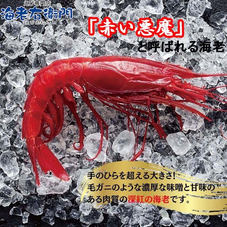 ”赤い悪魔”と呼ばれる海老 カラビネーロ 特大サイズ 3尾〜4尾入り 420g 業務用 ジャイアントスカーレットシュリンプ 紅魔海老 船内凍結 有頭えび 加熱用 |  | 09