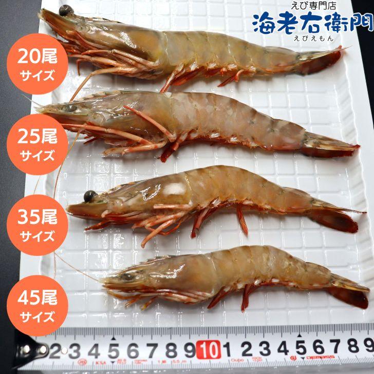 天然有頭海老 1.5kg 25尾 長さ20cm級！ 冷凍えび フラワー海老 スリランカ バーベキュー エビフライ 塩焼き 天ぷら 業務用 |  | 12