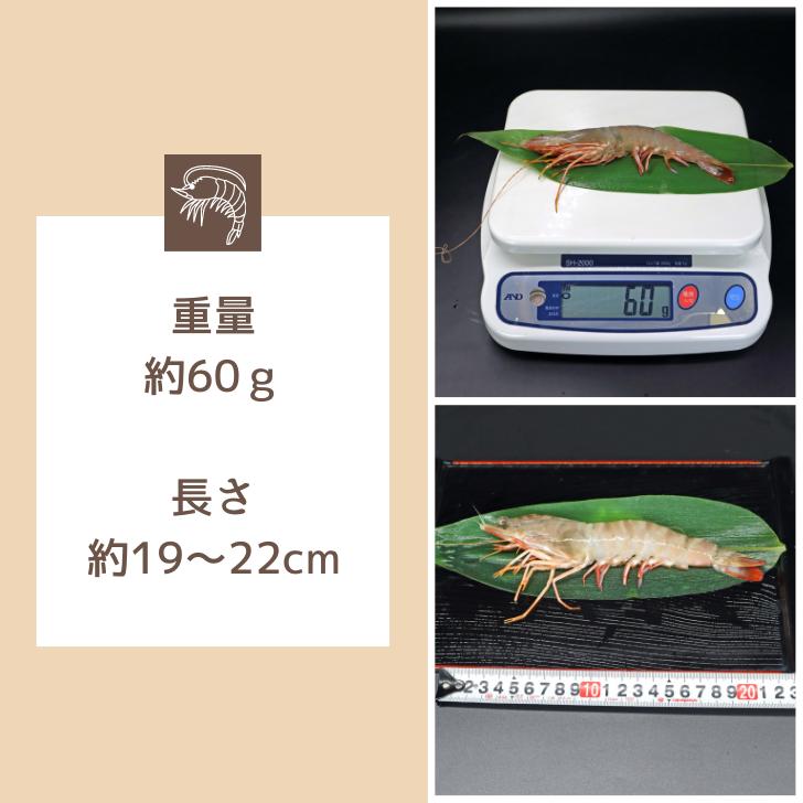 天然有頭海老 1.5kg 25尾 長さ20cm級！ 冷凍えび フラワー海老 スリランカ バーベキュー エビフライ 塩焼き 天ぷら 業務用 |  | 13
