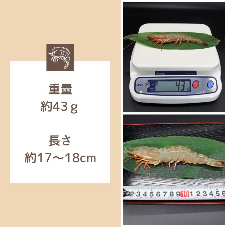 天然有頭海老 1.5kg 35尾 長さ17cm級！ 冷凍えび フラワー海老 スリランカ バーベキュー エビフライ 塩焼き 天ぷら 業務用 |  | 13