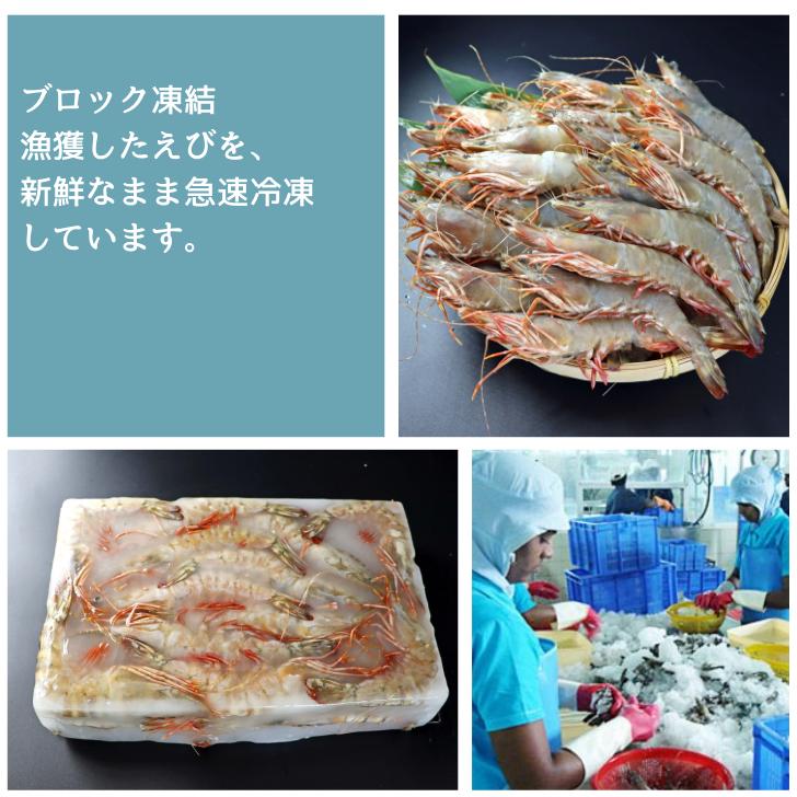 天然有頭海老 1.5kg 35尾 長さ17cm級！ 冷凍えび フラワー海老 スリランカ バーベキュー エビフライ 塩焼き 天ぷら 業務用 |  | 08