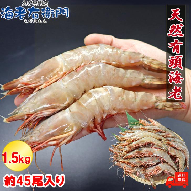天然有頭海老 1.5kg 45尾 長さ16cm級！ 冷凍えび スリランカ バーベキュー エビフライ 塩焼き 天ぷら 業務用 | 