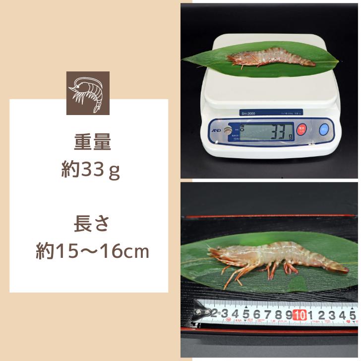 天然有頭海老 1.5kg 45尾 長さ16cm級！ 冷凍えび スリランカ バーベキュー エビフライ 塩焼き 天ぷら 業務用 |  | 13