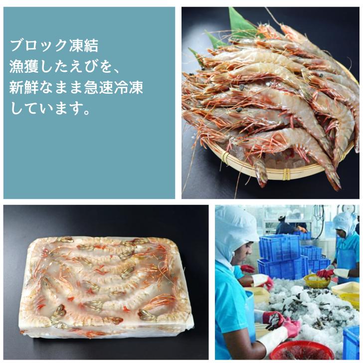 天然有頭海老 1.5kg 45尾 長さ16cm級！ 冷凍えび スリランカ バーベキュー エビフライ 塩焼き 天ぷら 業務用 |  | 08
