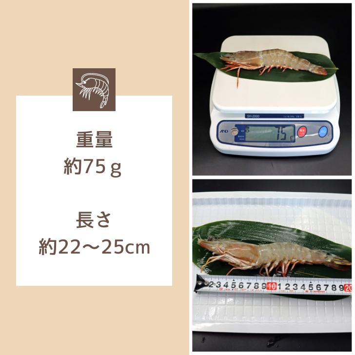 天然有頭海老 1.5kg 20尾 長さ20cm級！ 冷凍えび フラワー海老 スリランカ バーベキュー エビフライ 塩焼き 天ぷら 業務用 |  | 13