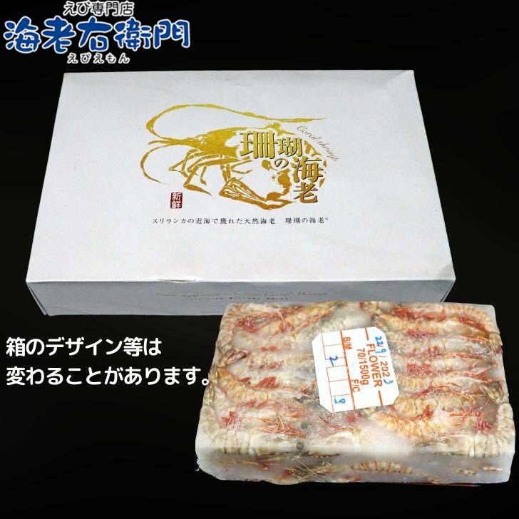天然有頭海老 1.5kg 70尾 長さ13cm級！ 冷凍えび スリランカ バーベキュー エビフライ 塩焼き 天ぷら おせち 海鮮 天然えび 業務用 |  | 11