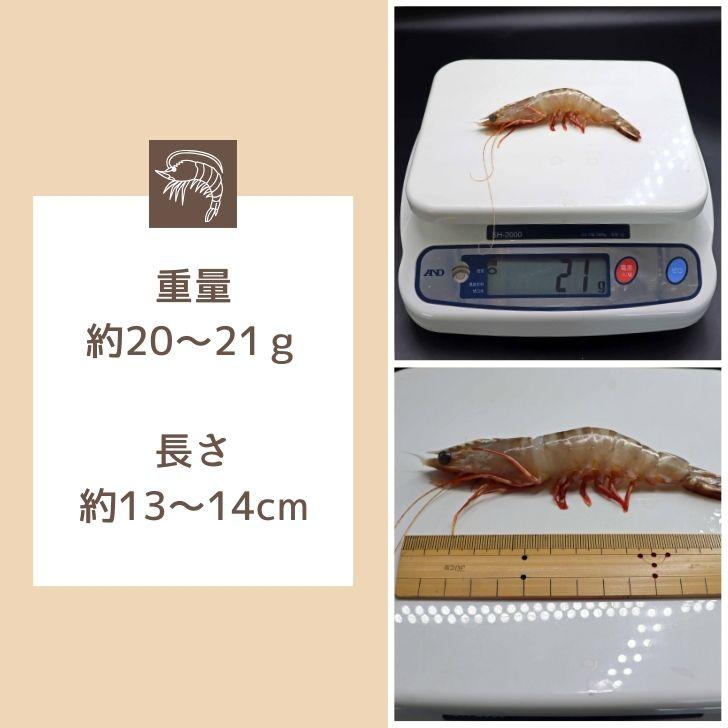 天然有頭海老 1.5kg 70尾 長さ13cm級！ 冷凍えび スリランカ バーベキュー エビフライ 塩焼き 天ぷら おせち 海鮮 天然えび 業務用 |  | 12