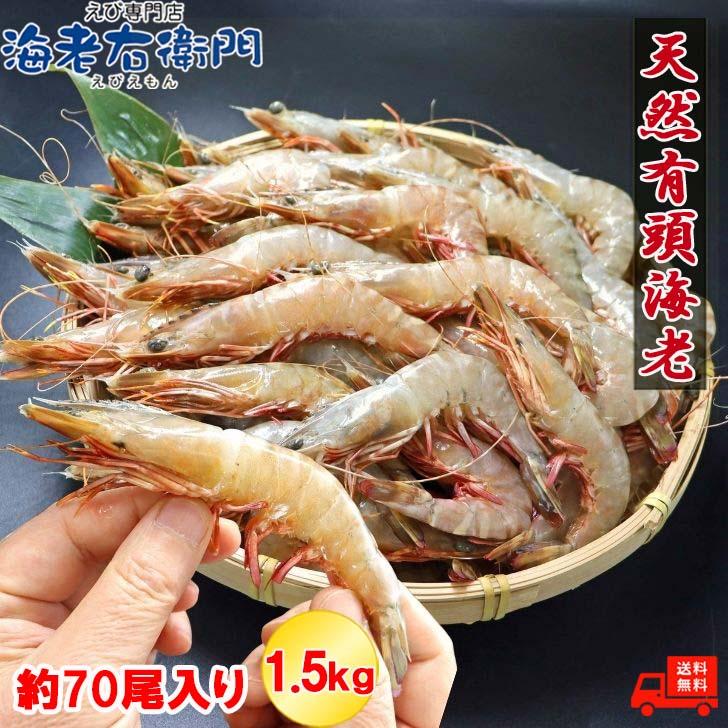 天然有頭海老 1.5kg 70尾 長さ13cm級！ 冷凍えび スリランカ バーベキュー エビフライ 塩焼き 天ぷら おせち 海鮮 天然えび 業務用 |  | 01