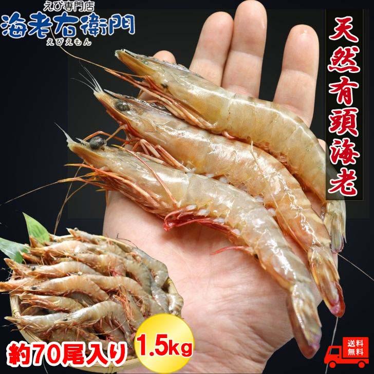 天然有頭海老 1.5kg 70尾 長さ13cm級！ 冷凍えび スリランカ バーベキュー エビフライ 塩焼き 天ぷら おせち 海鮮 天然えび 業務用 |  | 02