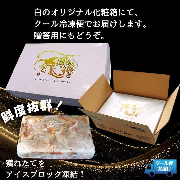 天然有頭海老 1.5kg 80尾 長さ12cm〜13cm！ 冷凍えび スリランカ バーベキュー エビフライ 塩焼き 天ぷら おせち 海鮮 天然えび 業務用 |  | 17