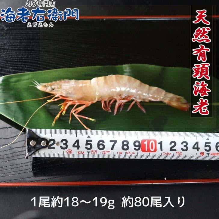天然有頭海老 1.5kg 80尾 長さ12cm〜13cm！ 冷凍えび スリランカ バーベキュー エビフライ 塩焼き 天ぷら おせち 海鮮 天然えび 業務用 |  | 05