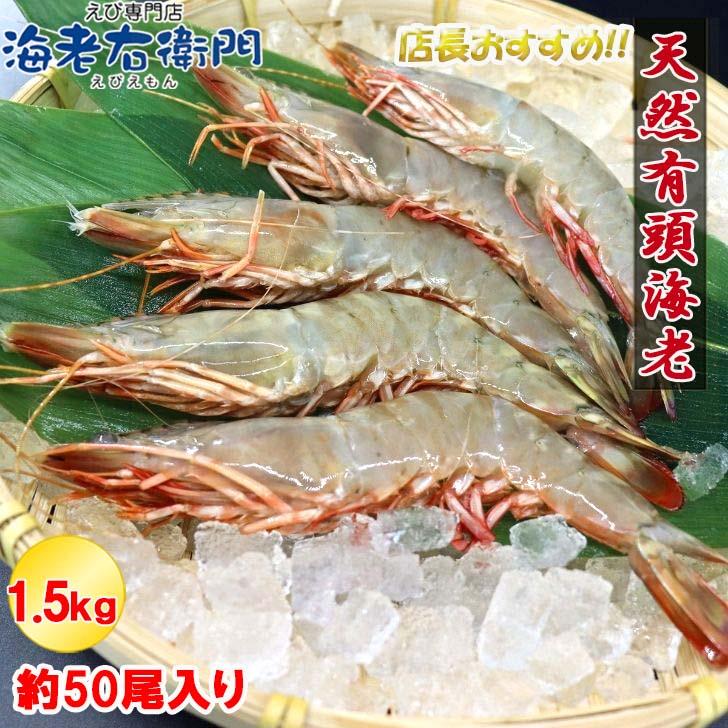 天然有頭海老 1.5kg 50尾 長さ16cm級！ 冷凍えび スリランカ バーベキュー エビフライ 塩焼き 天ぷら おせち 業務用 |  | 14