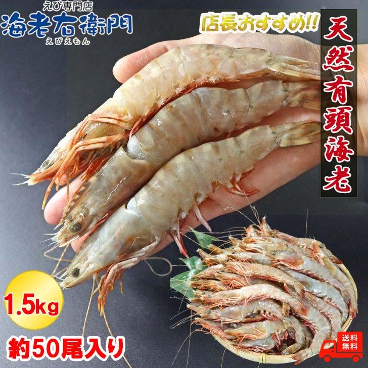 天然有頭海老 1.5kg 50尾 長さ16cm級！ 冷凍えび スリランカ バーベキュー エビフライ 塩焼き 天ぷら おせち 業務用 |  | 01