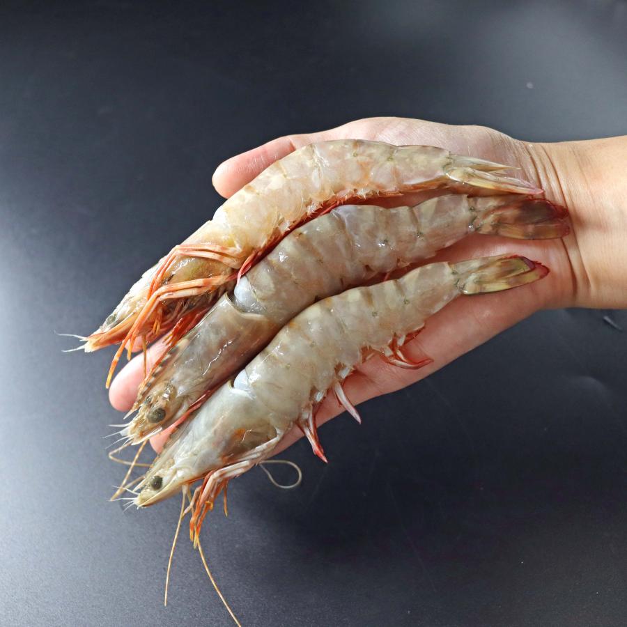 天然有頭海老 1.5kg 50尾 長さ16cm級！ 冷凍えび スリランカ バーベキュー エビフライ 塩焼き 天ぷら おせち 業務用 |  | 03