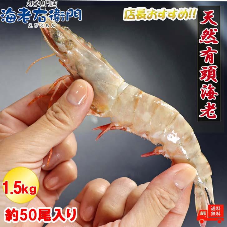 天然有頭海老 1.5kg 50尾 長さ16cm級！ 冷凍えび スリランカ バーベキュー エビフライ 塩焼き 天ぷら おせち 業務用 |  | 05