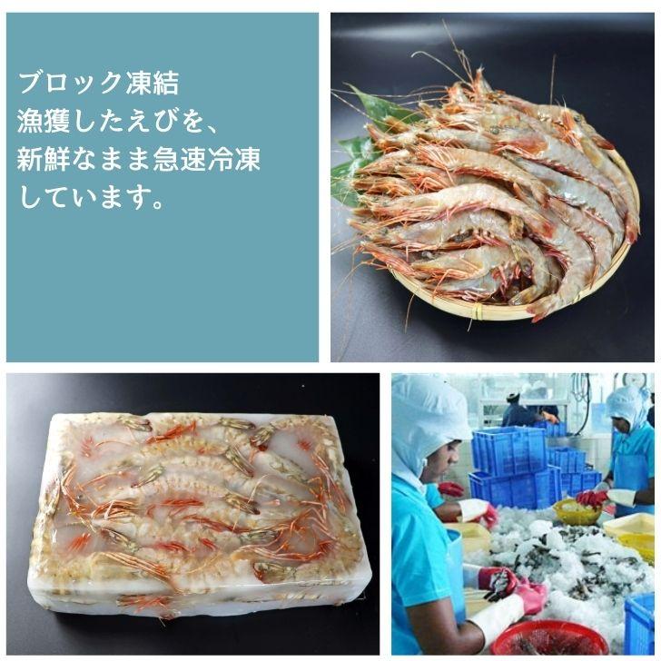 天然有頭海老 1.5kg 50尾 長さ16cm級！ 冷凍えび スリランカ バーベキュー エビフライ 塩焼き 天ぷら おせち 業務用 |  | 08