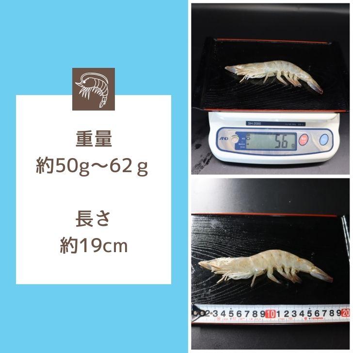 奇跡の海老 有頭えび バラ凍結 1kg 入り 16/20 約16尾〜20尾入り 特大 殻付き 海老 冷凍えび 殻付きエビ 特大えび  エビフライ 天ぷら おせち 業務用 |  | 05