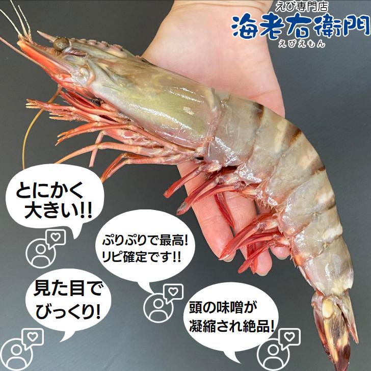 天然シータイガー海老 当店直輸入 有頭えび(2尾入り) 特大 冷凍エビ 超特大 天然有頭 8尾サイズ2尾入りパック スリランカ バーベキュー エビフライ 業務用 |  | 17