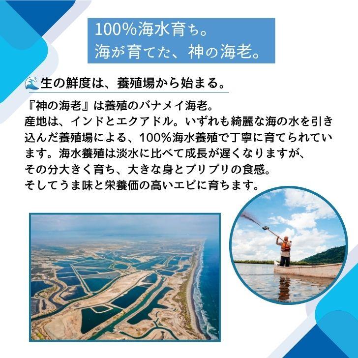 神の海老 1kg (約20尾〜30尾) 有頭エビ えび 海老 刺身 バナメイ プリプリ 生食可 ギフト お歳暮 御祝 養殖 海水養殖 高鮮度 急速冷凍 お取り寄せ 業務用 |  | 06