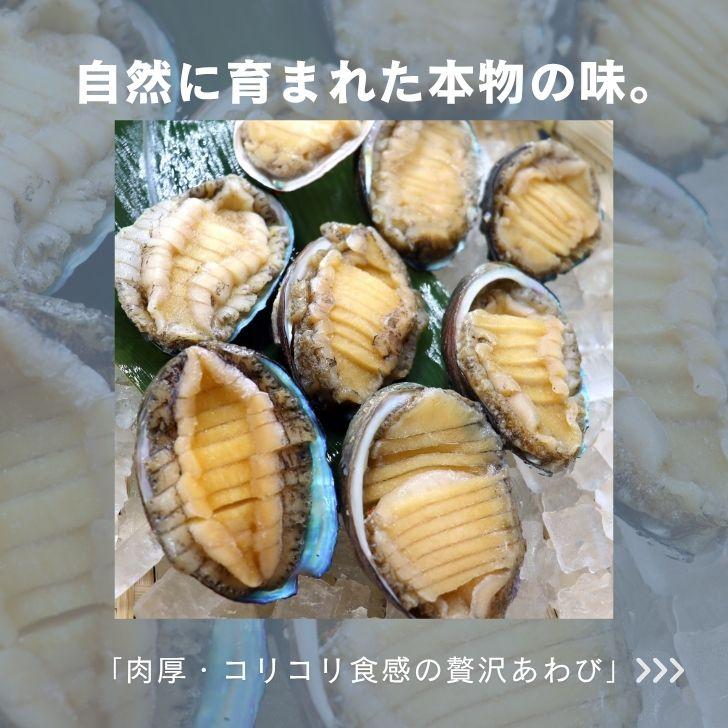 活き〆蝦夷あわび 冷凍あわび スライス 刺身用 約27g×8個入 肉厚で柔らかい コリコリ食感 刺身 酒蒸し 炊き込み 高級食材 殻付きあわび エゾアワビ |  | 14