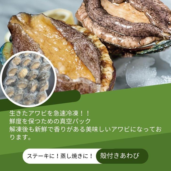 活き〆あわび 1kg 50-60g(1個) 生食可 お刺身やステーキに！ 送料無料 養殖 業務用 殻付きあわび エゾアワビ 蝦夷鮑 アワビ 鮑 冷凍 業務用 |  | 08