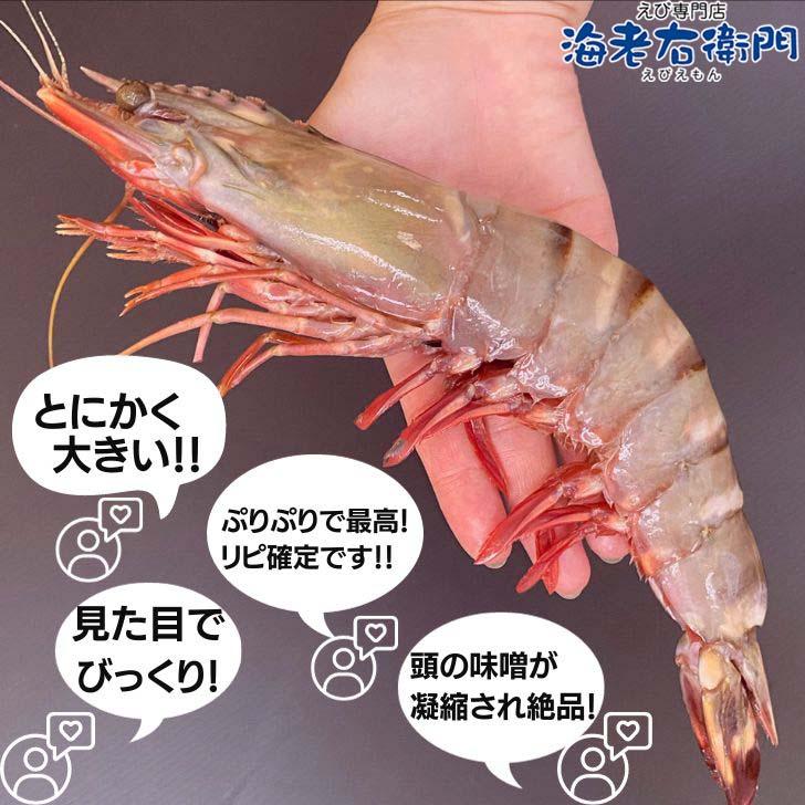 シータイガー 有頭 特大 冷凍エビ 超超特大 船内凍結の高い鮮度 エビ 天然有頭シータイガー 1.5kg 8尾サイズ 海老 冷凍えび 業務用 |  | 17